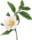Flower decoration